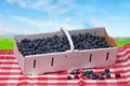 Closeup of fresh blueberries filled in a paper basket on a red checked napkin or tablecloth in front of abstract blurred summer Royalty Free Stock Photo