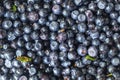 Closeup on fresh blueberries with green leaf. Royalty Free Stock Photo