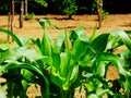 closeup of fresh bright green corn leaves vegetable garden. Royalty Free Stock Photo