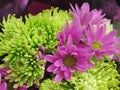 Closeup Fresh Bright Pretty Green & Purple Dahlia Flowers Bouquet