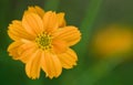 Closeup of fresh bright yellow flower