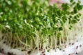 Closeup of fresh broccoli sprouts or microgreens Royalty Free Stock Photo