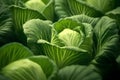 closeup of fresh cabbage growing in the field, shallow depth of field