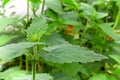 Closeup of fresh catnip leaves growing in a garden