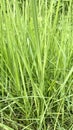 Closeup of fresh Cogon grasses in the wild field