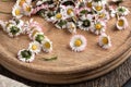 Closeup of fresh common daisy flowers