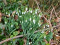 Closeup of fresh Common Snowdrops (Galanthus nivalis) blooming in the spring. Wild flowers field. Early spring concept Royalty Free Stock Photo