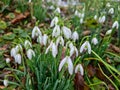 Closeup of fresh Common Snowdrops (Galanthus nivalis) blooming in the spring. Wild flowers field. Early spring concept Royalty Free Stock Photo