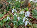 Closeup of fresh Common Snowdrops (Galanthus nivalis) blooming in the spring. Wild flowers field. Early spring concept Royalty Free Stock Photo