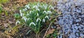 Closeup of fresh Common Snowdrops (Galanthus nivalis) blooming in the spring. Wild flowers field. Early spring concept Royalty Free Stock Photo
