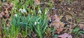 Closeup of fresh Common Snowdrops (Galanthus nivalis) blooming in the spring. Wild flowers field. Early spring concept Royalty Free Stock Photo