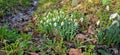 Closeup of fresh Common Snowdrops (Galanthus nivalis) blooming in the spring. Wild flowers field. Early spring concept Royalty Free Stock Photo