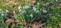 Closeup of fresh Common Snowdrops (Galanthus nivalis) blooming in the spring. Wild flowers field. Early spring concept Royalty Free Stock Photo