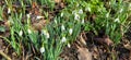 Closeup of fresh Common Snowdrops (Galanthus nivalis) blooming in the spring. Wild flowers field. Early spring concept Royalty Free Stock Photo