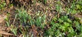 Closeup of fresh Common Snowdrops (Galanthus nivalis) blooming in the spring. Wild flowers field. Early spring concept Royalty Free Stock Photo