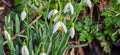 Closeup of fresh Common Snowdrops (Galanthus nivalis) blooming in the spring. Wild flowers field. Early spring concept Royalty Free Stock Photo