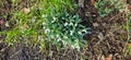 Closeup of fresh Common Snowdrops (Galanthus nivalis) blooming in the spring. Wild flowers field. Early spring concept Royalty Free Stock Photo