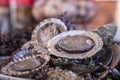 Closeup of fresh and delicious molluscs with shells at fish market Royalty Free Stock Photo