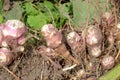 Closeup on fresh digged Jerusalem artichoke Helianthus tuberosus