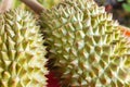 Fresh durian texture at Thailand Royalty Free Stock Photo