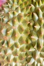 Fresh durian texture at Thailand Royalty Free Stock Photo