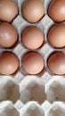 Closeup fresh eggs paper tray