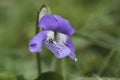 Closeup on a fresh-emerged blue Common Dog-violet, Viola riviniana