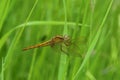 Closeup of a fresh emerged Common Scarlet-darter, Crocothemis erythraea, perched in the grass Royalty Free Stock Photo