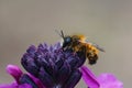 Closeup of a fresh emerged male red mason bee , Osmia rufa, Royalty Free Stock Photo