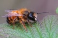 Closeup on a fresh emerged male red mason bee, Osmia rufa sitting on a green leaf Royalty Free Stock Photo