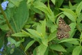 Closeup on a fresh emerged speckled wood butterfly, Pararge aegeria, sitting with spread wings in a shrub Royalty Free Stock Photo