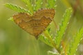 Closeup on a fresh emerged Yellow shell moth, Camptogramma bilineata, hanging head down in the vegetation