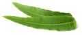Closeup of fresh eucalyptus leaves isolated on white