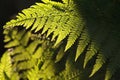 Close up of a spring fern on a sunny morning Royalty Free Stock Photo