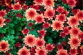 Closeup Fresh floral background of Red pink chrysanthemum flowers blooming in garden with vivid green foliage Royalty Free Stock Photo