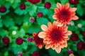 Closeup Fresh floral background of Red pink chrysanthemum flowers blooming in garden with vivid green foliage Royalty Free Stock Photo