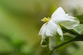 Closeup of fresh Gardenia flowers with dew drops in tropical garden. copy space. White Jasmine flower with water drops Royalty Free Stock Photo