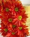 Closeup of fresh gerberas decorating a golden cake, isolated on a white background.