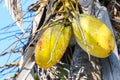 Closeup of fresh golden coconut fruit on coconut palm tree. Blue sky background.