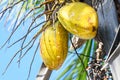 Closeup of fresh golden coconut fruit on coconut palm tree. Blue sky background. Royalty Free Stock Photo