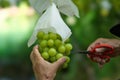 Closeup of fresh grape on a branch. Breed is Shine Muscat.