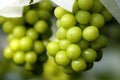 Closeup of fresh grape on a branch. Breed is Shine Muscat.