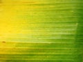 Closeup fresh green banana leaf Royalty Free Stock Photo