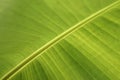 Closeup fresh green banana leaf Royalty Free Stock Photo