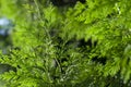Closeup fresh green branches of thuja, green background. Thuya twig occidentalis, evergreen coniferous tree leaves.