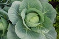 closeup fresh green cabbage garden