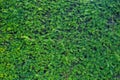 Closeup fresh green christmas leaves, branches of thuja trees on green background. Thuya twig occidentalis, evergreen coniferous