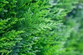 Closeup fresh green christmas leaves, branches of thuja trees on green background. Thuya twig occidentalis, evergreen