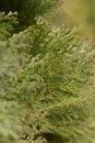 Closeup fresh green christmas leaves, branches of thuja trees on green background. Thuya twig occidentalis, evergreen