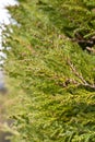 Closeup fresh green christmas leaves, branches of thuja trees on green background. Thuya twig occidentalis, evergreen